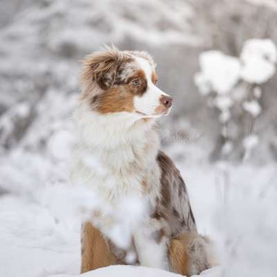 Hundetreffen-Trainings-, Gassi- und (Spiel)partner gesucht-Bild