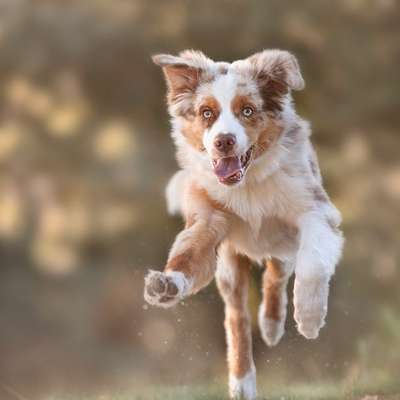 Hundetreffen-Gemeinsames Trainieren und Spielen-Bild