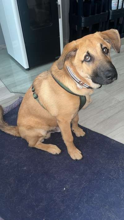Hundetreffen-Gassi Runde mit Buddy-Bild