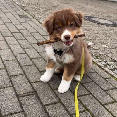 Hundetreffen-Welpe sucht Spielgefährten-Bild