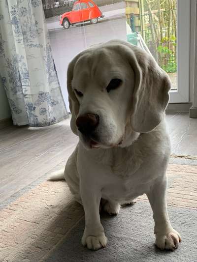 Welpen Bilder !-Beitrag-Bild