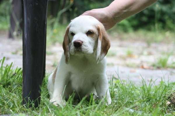 Welpen Bilder !-Beitrag-Bild