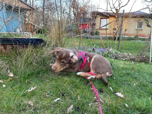 Hundetreffen-Welpentreffen Pankow-Bild