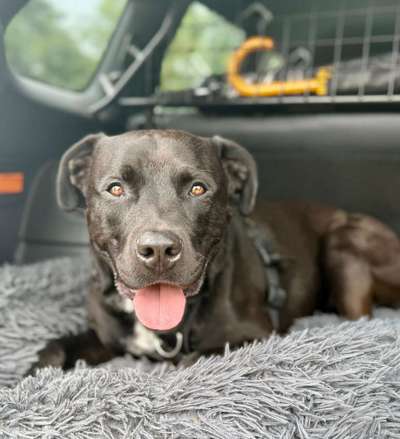 Hundetreffen-Social Walk-Bild