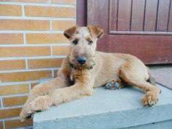 Welpen Bilder !-Beitrag-Bild