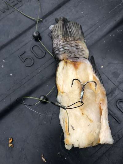 Giftköder-Fischteile gespickt mit Angelhaken-Bild