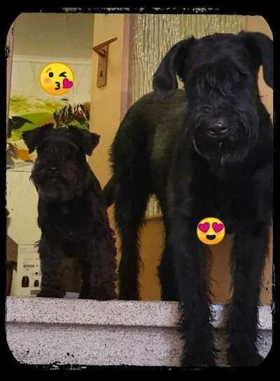 Wo sind die Riesenschnauzer?-Beitrag-Bild