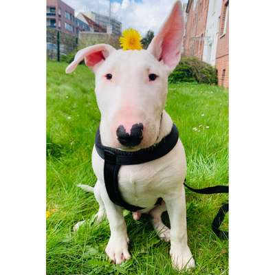 Welpen Bilder !-Beitrag-Bild