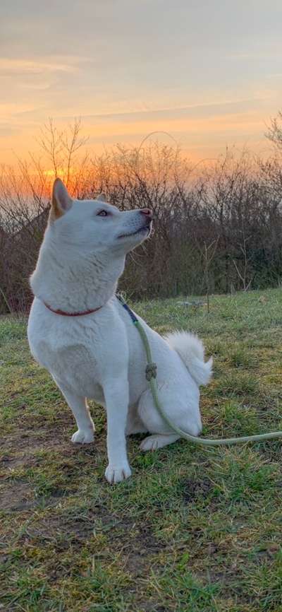 Zeigt mal die schönsten Bilder von euren Hunden !-Beitrag-Bild