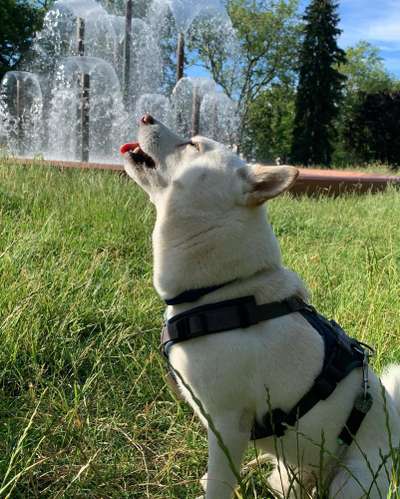 Fotochallenge 37- Sommerfeeling-Beitrag-Bild