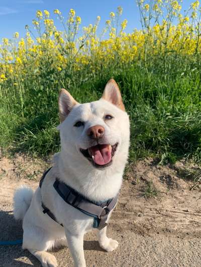 Shiba - Eltern-Beitrag-Bild