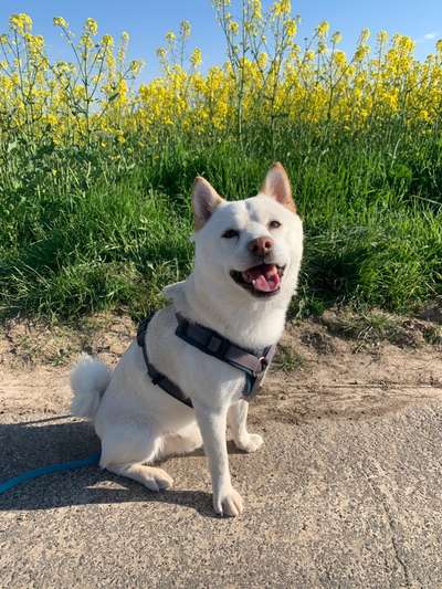 Seltene Rassen!-Beitrag-Bild