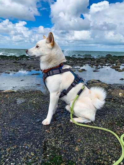 Dogorama-Monats-Challenge-Mai "Wasser"-Beitrag-Bild