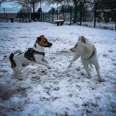 Hundeauslaufgebiet-Hundewiese Bad Vilbel Dortelweil-Bild