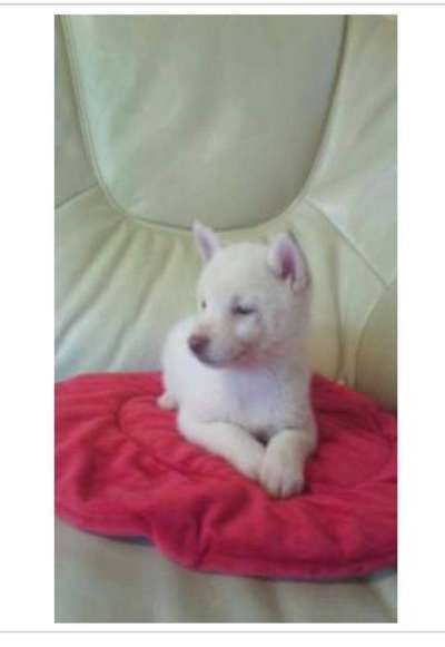 Welpen Bilder !-Beitrag-Bild