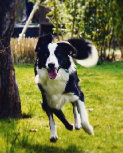 Gibt's hier noch mehr Border Collies???-Beitrag-Bild