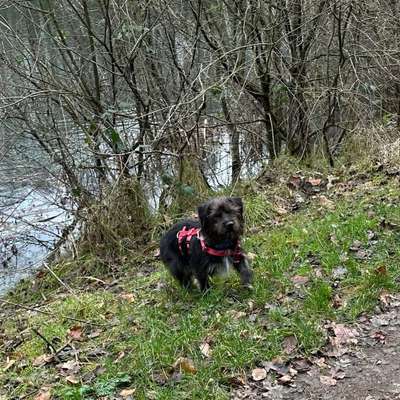 Hundetreffen-Hallo zusammen, ich suche Kontakte für meinen Hund ca 6 Jahre, er ist agil und muss sich auspowern-Bild