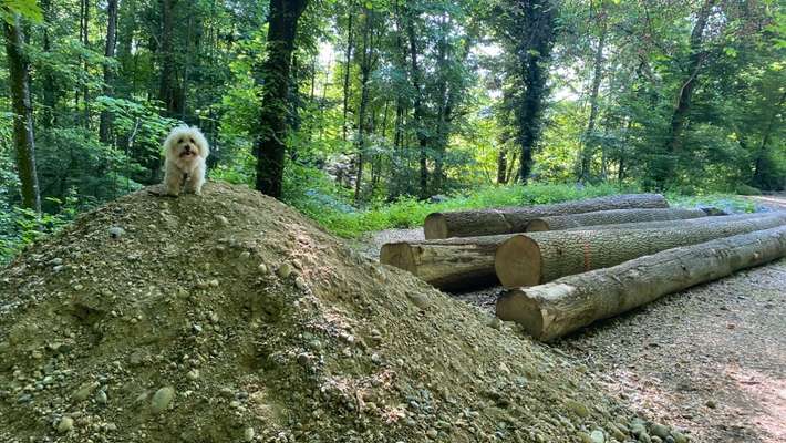 Dogorama Photo Challenge - Steine/Felsen-Beitrag-Bild