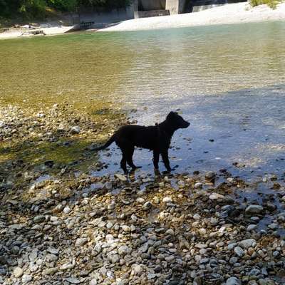 Hundetreffen-Training