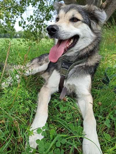 Mischlingshunde Foto Aufruf-Beitrag-Bild