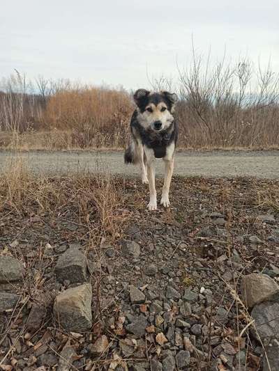 Postet das beste Foto von euren 4 beinern-Beitrag-Bild