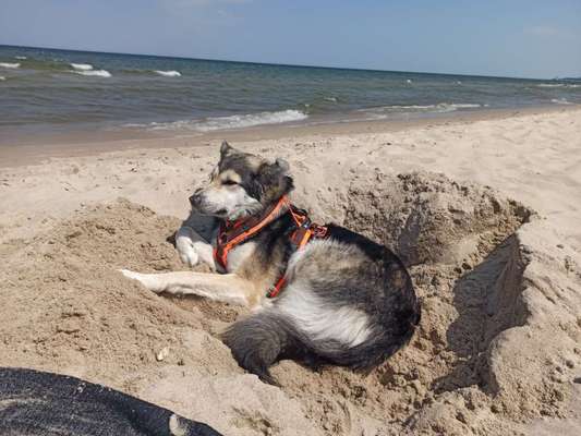 Fotosammlung: ,,Der natürliche Hund" Unbearbeitet, ungestellt und in Natura-Beitrag-Bild