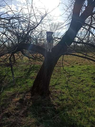 Handy Foto Challenge Nr. 49: Mein Freund der Baum-Beitrag-Bild