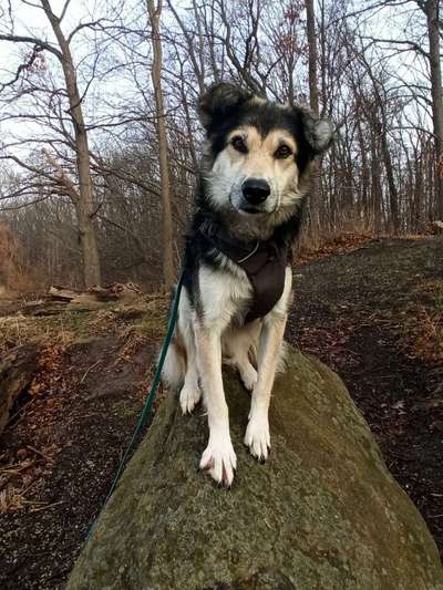 Dogorama Photo Challenge - Steine/Felsen-Beitrag-Bild