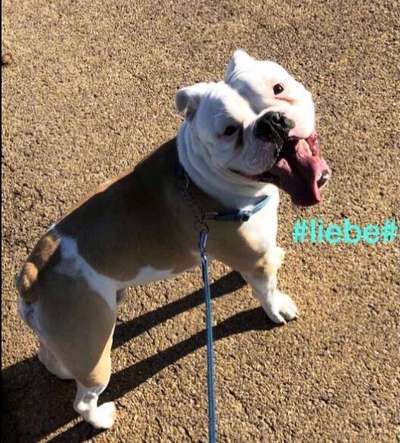 Hundetreffen-Bullytreffen-Bild