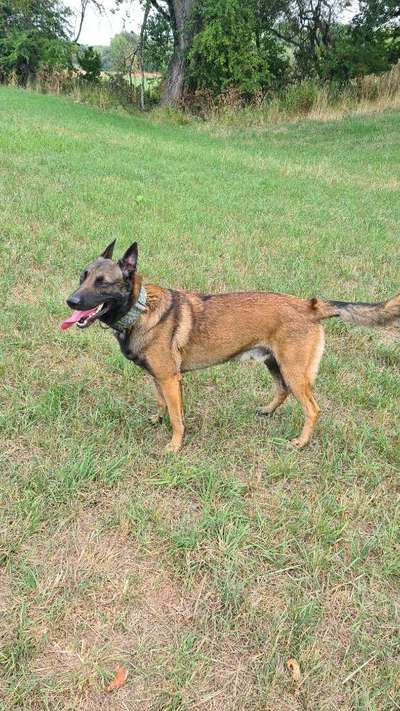 Zeigt eure Malinois!!!-Beitrag-Bild