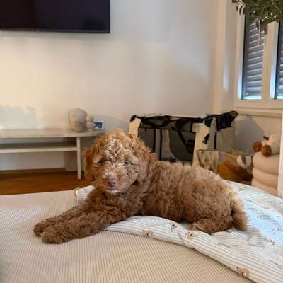 9 Wochen alter Welpe zur Ruhe kommen-Beitrag-Bild