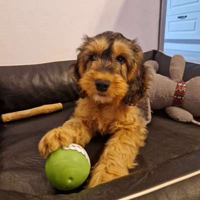 Hundetreffen-Welpen spielen-Bild