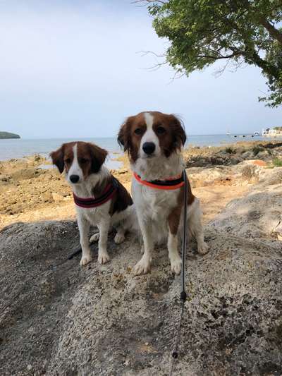 Kooikerhondje-Beitrag-Bild