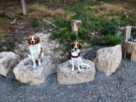 Kooikerhondje-Beitrag-Bild