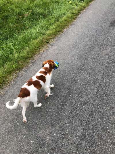 Hundetreffen-Kooikerhondje Treffen-Bild