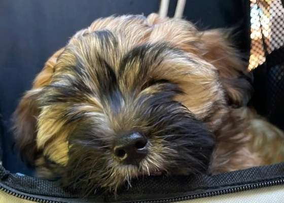 Welpen Bilder !-Beitrag-Bild