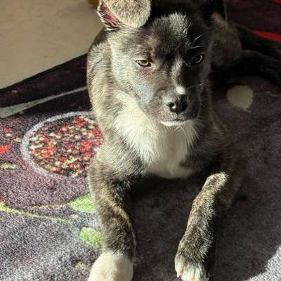 Hundetreffen-Welpentreffen-Bild