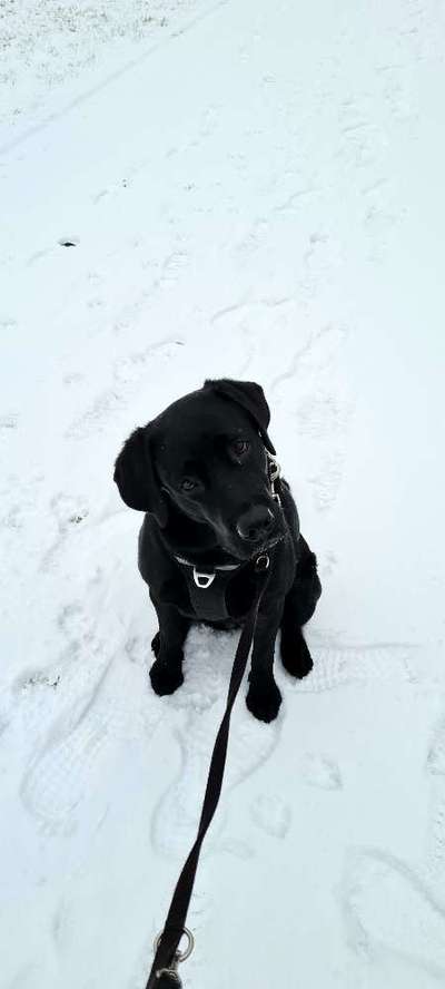 Dogorama Photo Challenge - Winterstimmung-Beitrag-Bild