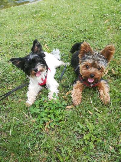 Die Dogorama Kalender Challenge 4/4-Beitrag-Bild