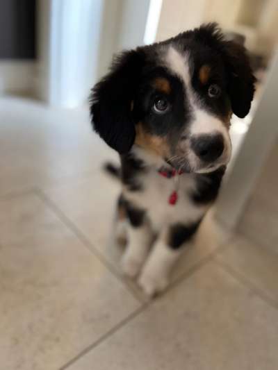 Als Welpen sind sie alle noch süßer-Beitrag-Bild