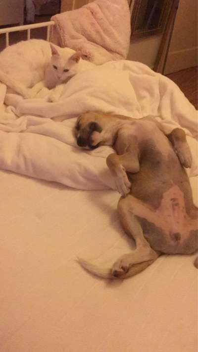 Die Dogorama Wochen Challenge-Beitrag-Bild