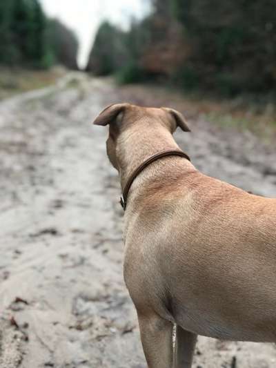 Die Dogorama Wochen Challenge-Beitrag-Bild