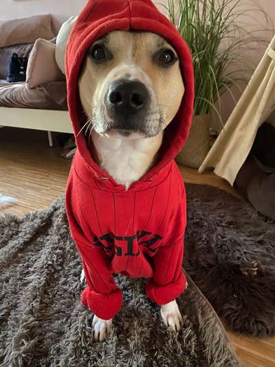 Die Dogorama Wochen Challenge-Beitrag-Bild