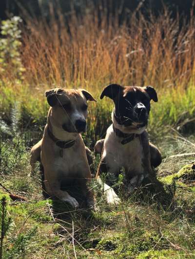 Die Dogorama Wochen Challenge-Beitrag-Bild