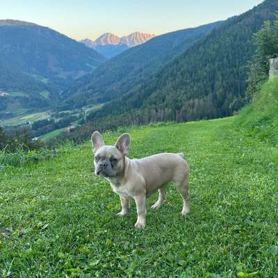 Hundetreffen-Gassirunde und anschließendes Spielen-Bild