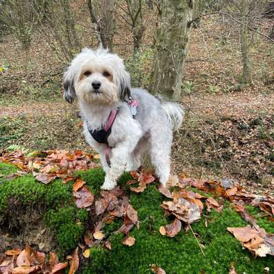 Hundetreffen-Gassitreff Lindlar/Kürten-Profilbild