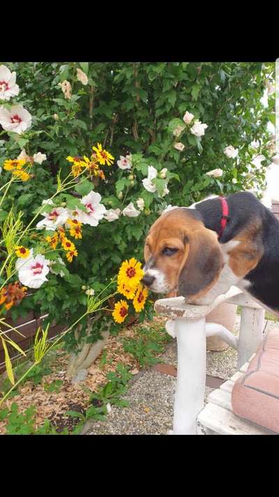 Die Dogorama Monats Challenge "Es grünt und blüht"-Beitrag-Bild