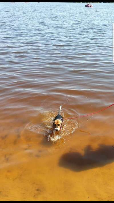 Dogorama-Monats-Challenge-Mai "Wasser"-Beitrag-Bild