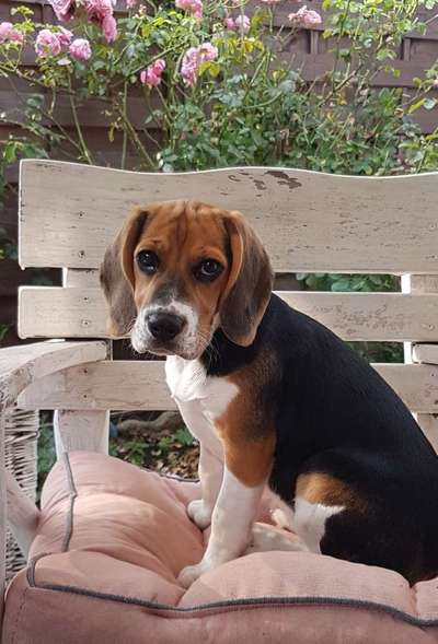 Die Dogorama Kalender Challenge 4/4-Beitrag-Bild