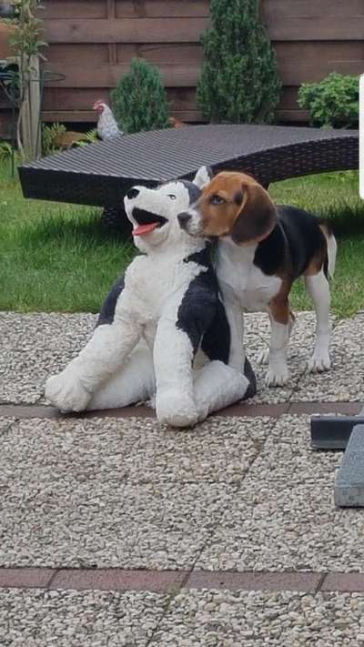 Bilder Hund und andere Tiere-Beitrag-Bild